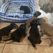 Lowchen puppies from Angel Pups
