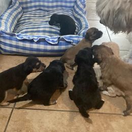 Lowchen puppies from Angel Pups