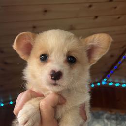 Purple - Red and white female Cardigan Welsh Corgi puppy in Pilot, Virginia from Katie's Corgis - VKM Farmstead