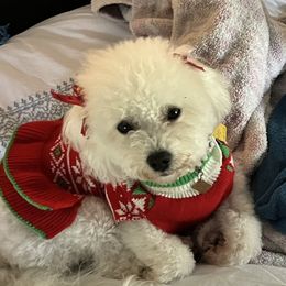 Bichon Frises from Teaching Lads Bichons