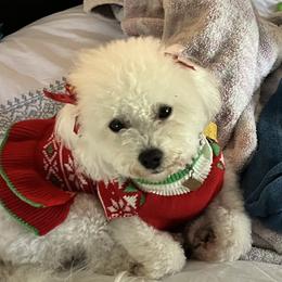 Bichon Frises from Teaching Lads Bichons
