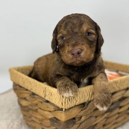 Pumpkin - Brown and white male Sheepadoodle puppy in Greeneville, Tennessee from Smokey Mountain Sheepadoodles
