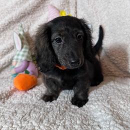 Orange - Sable female Dachshund puppy in Waukegan, Illinois from Rolling and Howling Basset Hounds and Dachshunds