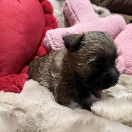 Romeo - Wheaten brindle male Cairn Terrier puppy in Lipan, Texas from Flyin G Cairns
