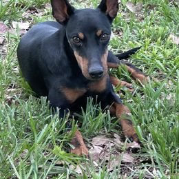 Dante' - Manchester Terrier