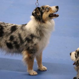 Twister - Miniature Australian Shepherd