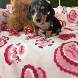 Nia - Dapple female Dachshund puppy in Lake City, Florida from My Ditzy Doxies of Florida