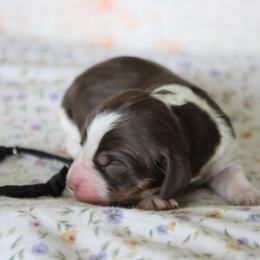 Cliff - Tri-Roan male English Springer Spaniel puppy in Winfield, Tennessee from Murphy Farms and Springers