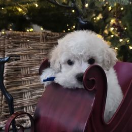 Milo - White male Bichon Frise puppy in Gresham, Oregon from Lyudmyla Loves Puppies