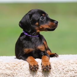 Nymeria - Black and rust female Doberman Pinscher puppy in Rockwall, Texas from Elitehaus