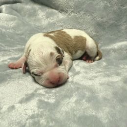 Hemy - Red male American Staffordshire Terrier puppy in Marietta, Georgia from Ambition Amstaffs