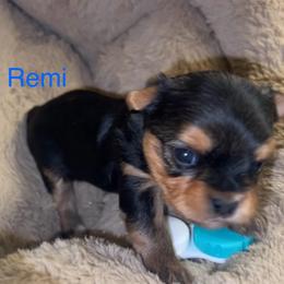 Remi (blue collared boy) - Black & tan tri-color male Morkie puppy in Seneca, Missouri from M.Y. Morkies and Yorkies