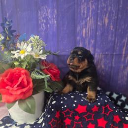 Buttercup - Black and tan female Rottweiler puppy in Peoria, Arizona from Von Diamond Hearts Rottweilers
