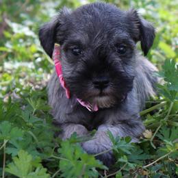 Chloe - Salt and pepper female Miniature Schnauzer puppy in Spring Hill, Florida from Suncoast Miniature Schnauzers