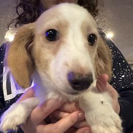 McDreamy - Cream male Dachshund puppy in Hudson, Michigan from Mittentail Kennel Miniature Dachshunds & Australian Shepherds