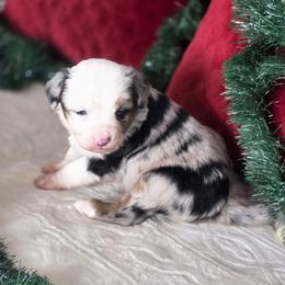 Billie Wren - Blue merle female Miniature Australian Shepherd puppy in Killen, Alabama from Wilkers Wholehearted Mini Aussies
