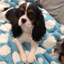 Unicorn Amalthea - Cavalier King Charles Spaniel