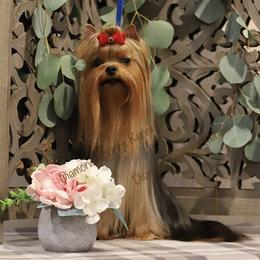 Galateya - Yorkshire Terrier