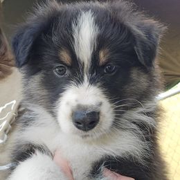 Australian Shepherd Puppies from RootsDeep Australian and Miniature American Shepherds
