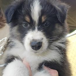 Australian Shepherd Puppies from RootsDeep Australian and Miniature American Shepherds