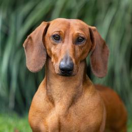 Axel - Dachshund