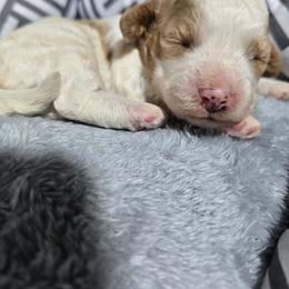Philip - Blenheim male Cavapoo puppy in Truckee, California from Heavenly Goldendoodles