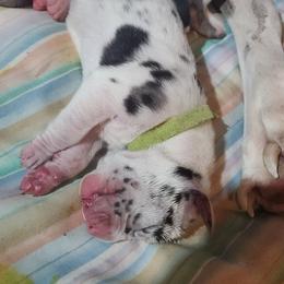 Green Male - Harlequin male Great Dane puppy in Gig Harbor, Washington from Lakaya Danes