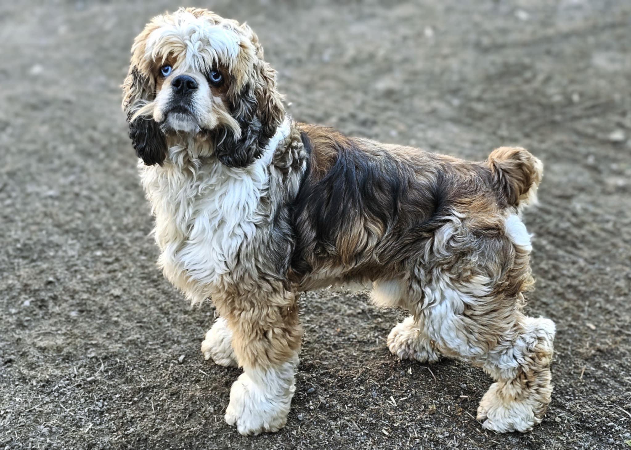 Harvey