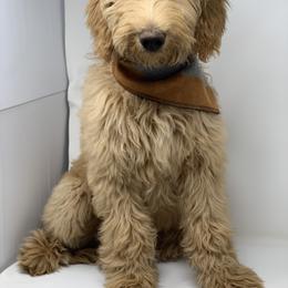 Goldendoodle Puppies from Lundee Doodles
