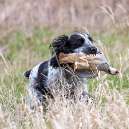 English Cocker Spaniel All Grown Up from Woodwyn Farm
