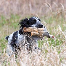 English Cocker Spaniel All Grown Up from Woodwyn Farm