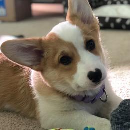 Pembroke Welsh Corgis from Heulyn Corgis
