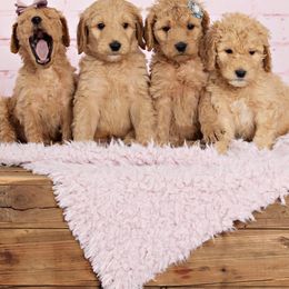 Goldendoodles from Lavender Field Doodles