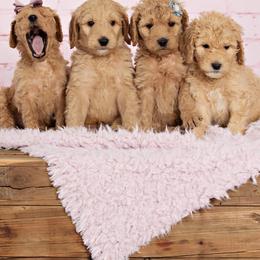 Goldendoodles from Lavender Field Doodles