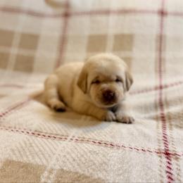 Frank - Yellow male Labrador Retriever puppy in Tekonsha, Michigan from Asher Acres Labs