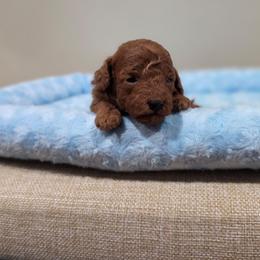 Yogi (AKC) - Red  male Poodle puppy in Rainbow City, Alabama from Spinks Poodles