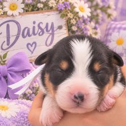 Daisy - Black tri-color female Australian Shepherd puppy in Placerville, California from BFF Aussies