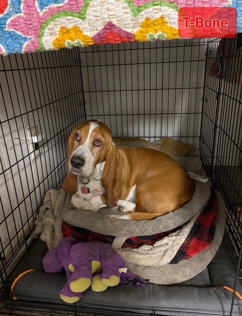 Basset Hound Puppies from Happy Hound Bassets of Whitney