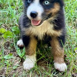 Slinky - Black tri male Miniature Australian Shepherd puppy in Patterson, North Carolina from DreamLine Aussies