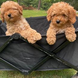 Light Blue Heart - Apricot male Goldendoodle puppy in Germantown, Maryland from Honey Blossom Doodles