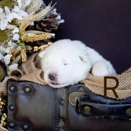 Brown - White male Samoyed puppy in Salem, Utah from Happy Valley Sammies