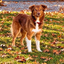 Honey - Border Collie