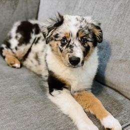 Miniature Australian Shepherds and Toy Australian Shepherds from Mesquite Tree Aussies