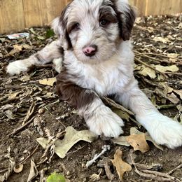Bernedoodle and Goldendoodle Puppies from Central Texas Doodles, LLC.