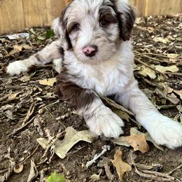 Bernedoodle and Goldendoodle Puppies from Central Texas Doodles, LLC.