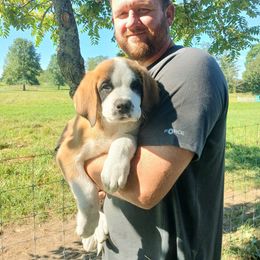 Nilly - Brown and white female Saint Bernard puppy in Kinsman, Ohio from Coleman Saint Bernards of Ohio