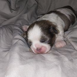 Blue and white male - Blue and white male Shih Tzu puppy in Arcadia, Florida from Kitsune Cuddles and kisses