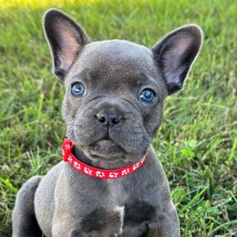 Jordan - Blue male French Bulldog puppy in Salisbury, Maryland from 77 Frenchies Maryland