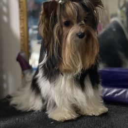 Leuka - Biewer Terrier