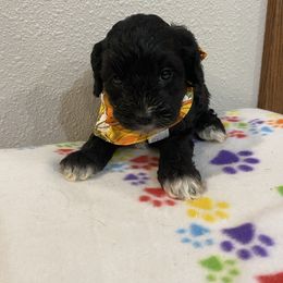 Miles - Black and white male Cockapoo puppy in Brookings, South Dakota from Hofer Pups